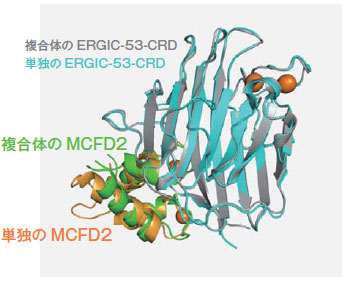 図１　ERGIC-53とMCFD2の複合体の3次元構造