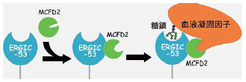 図２　血液凝固因子の輸送メカニズム