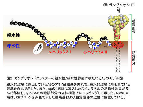 図2　ガングリオシドクラスターの親水性/疎水性界面に横たわるAβのモデル図