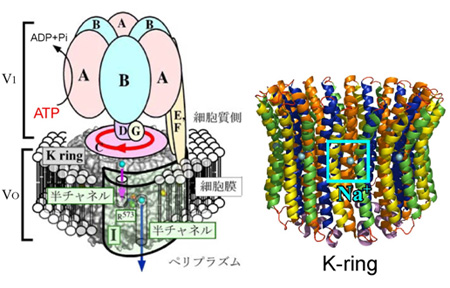 図１ （左）V-ATPaseのイオン輸送機構モデルと（右）K ringのイオン結合部位のX線結晶構造