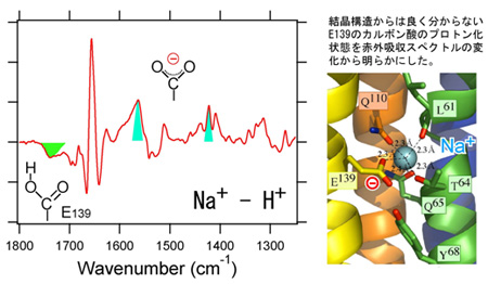 図2 （左）Na+結合解離に伴う赤外吸収差スペクトルと（右）K ringのイオン結合部位の結晶構造