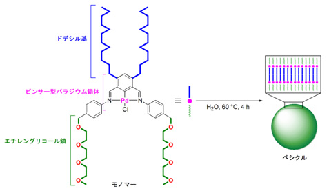 図2.　両親媒性ピンサー型パラジウム錯体の自己組織化によるベシクルの形成