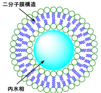 図6.　リポソーム(ベシクル)の模式図