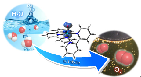 図２．ルテニウム単核錯体を触媒とした水からの酸素発生反応の模式図。 