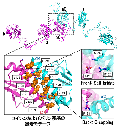 ジスルフィド結合の形成・開裂に関わる酵素の新たな二量体形成モチーフの発見と機能制御機構の解明（秋山修志教授ら）