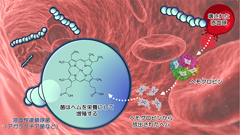 ヘム濃度センサータンパク質の作動機序を原子レベルで解明（青野グループら）