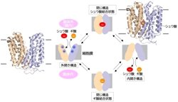 尿路結石形成を防ぐ腸内細菌で働く鍵分子・シュウ酸輸送体の立体構造解明(岡崎 圭一 准教授ら)