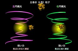右巻き粒子と左巻き粒子を光の力で区別する