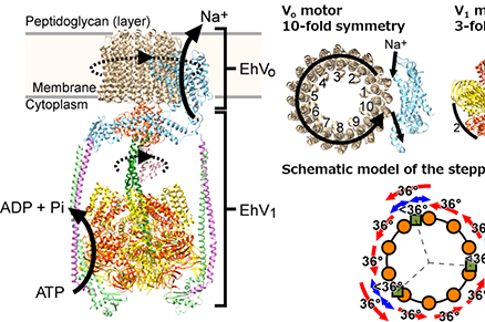 Molecular-motor specialists deepen our understanding of a rotary ion pump of the cell