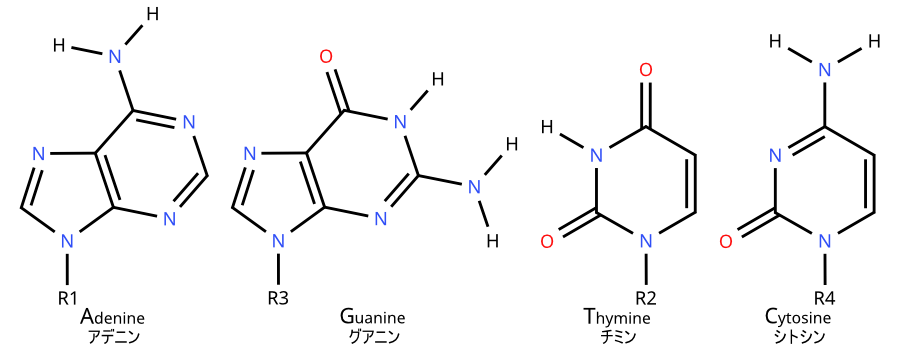 DNA_base_only_list_edit.png