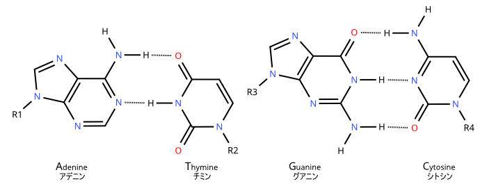 DNA_base_only_reconst_edit.png