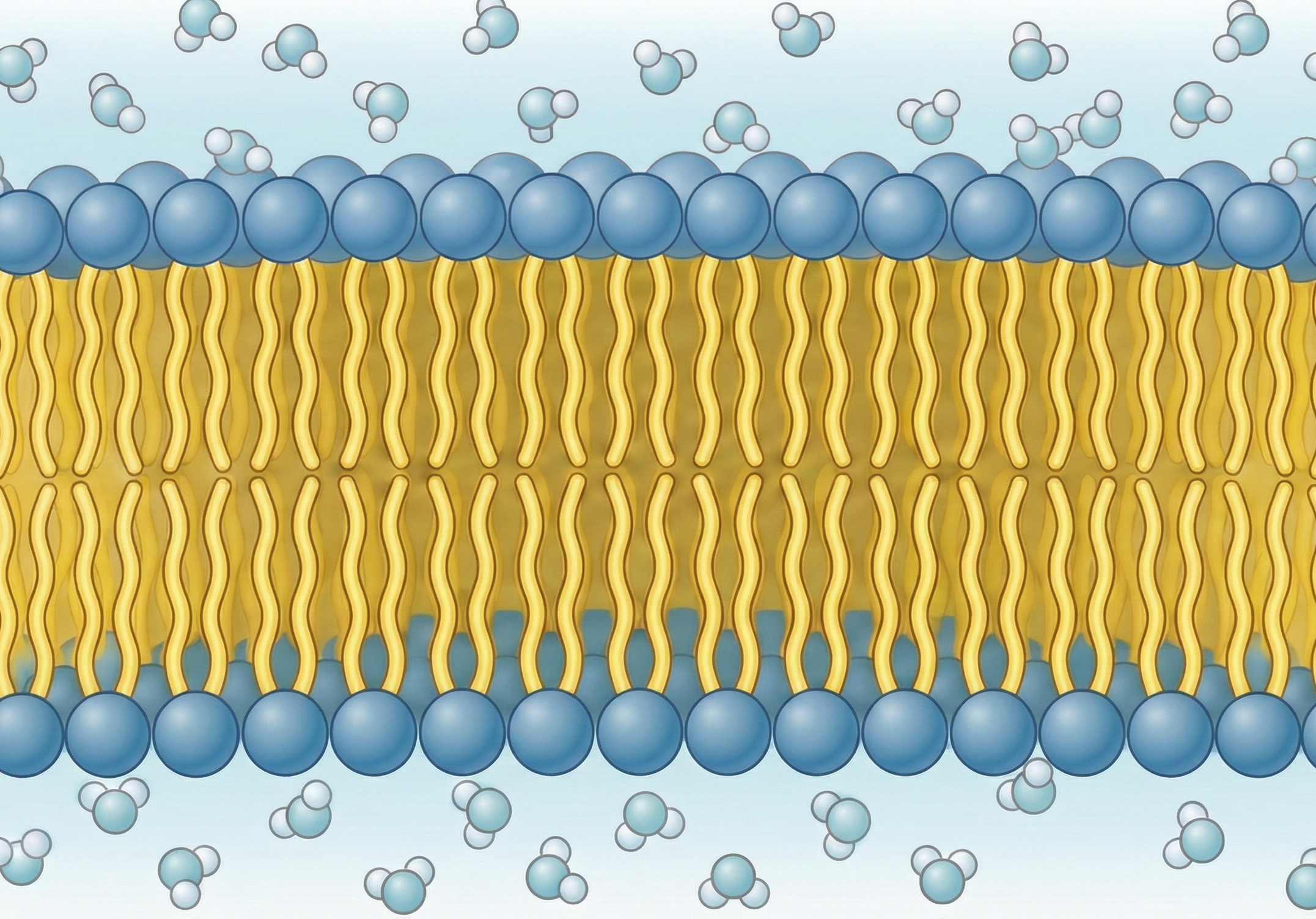 Lipid_bilayer