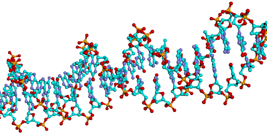 DNA の画像