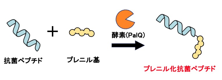 20250806-katoh-fig1.png