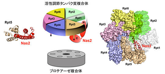 201403_fig.jpg