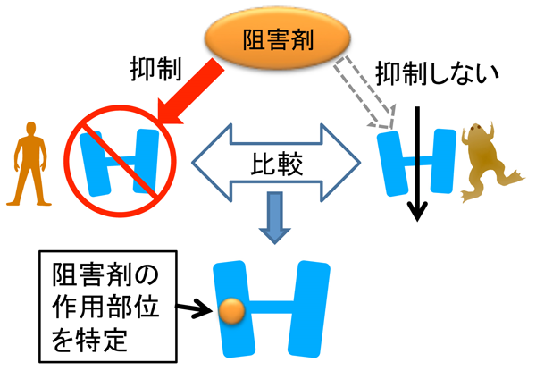 臨床薬理学 ワサビ受容体TRPA1に阻害剤HC-030031が作用する構造の解明 ―新た