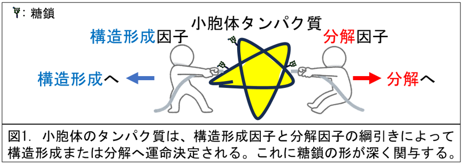20241211-katohk-fig1.png