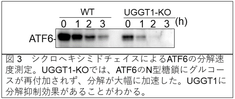 20241211-katohk-fig3.png