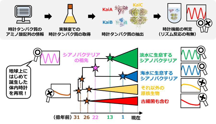 最古の体内時計が日の出を知らせた約22億年前のある日