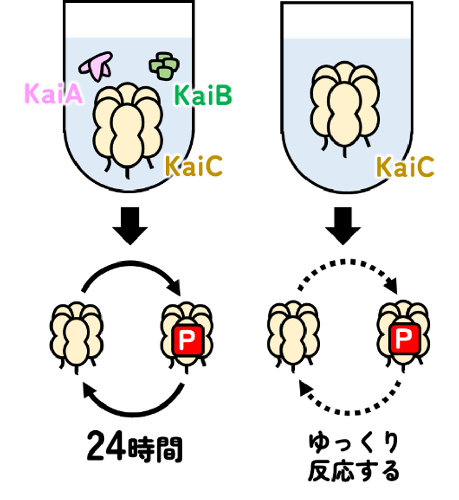 生命がもつ時計の「0.1ナノメートルの針」が動く瞬間～時計タンパク質 KaiC のリン酸化反応メカニズムの解明～